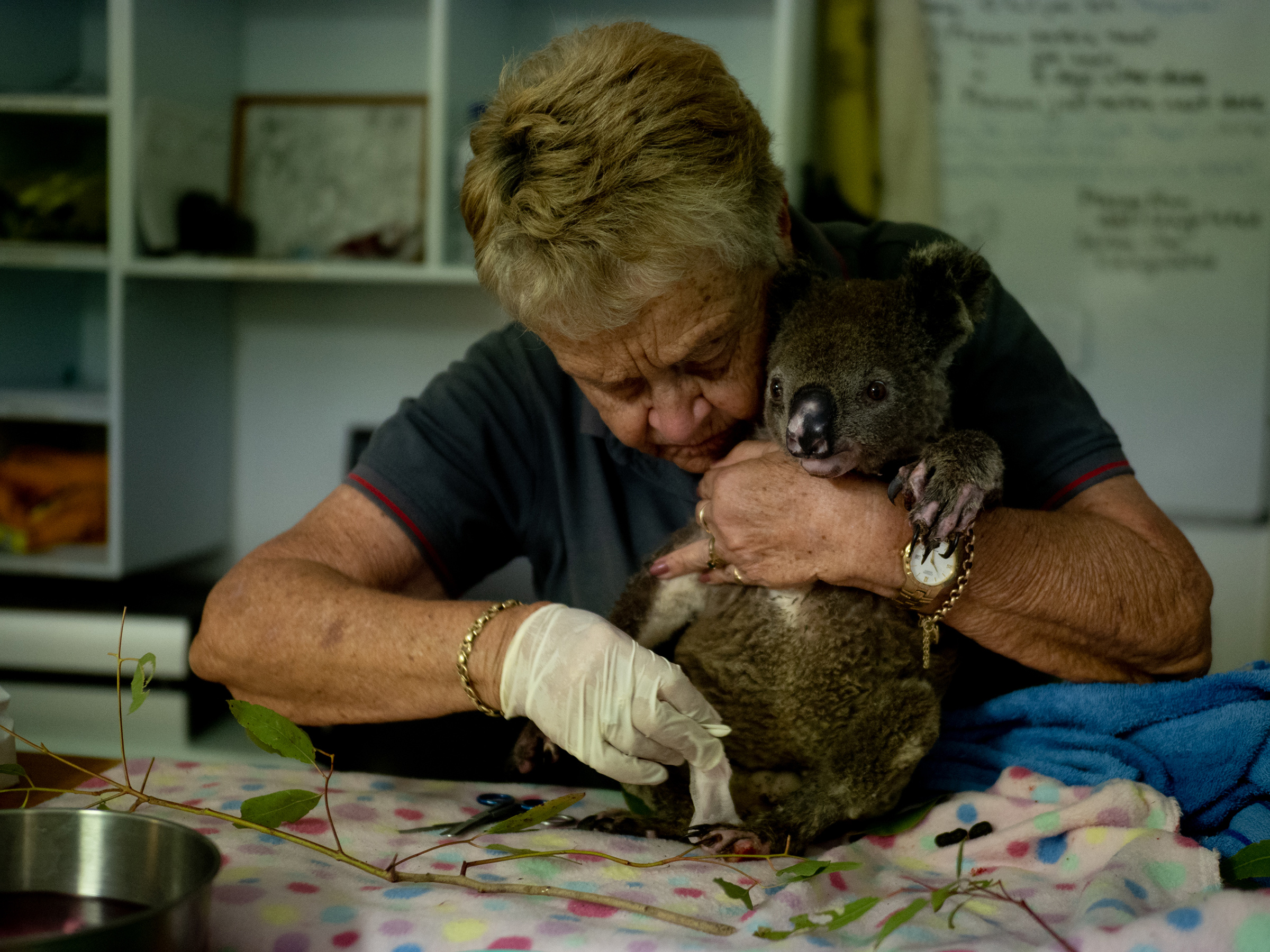Port Macquarie Koala Hospital volunteer Barbara Barrett treats a bushfire survivor, Baz, on Dec. 6, 2019. (Michaela Skovranova)