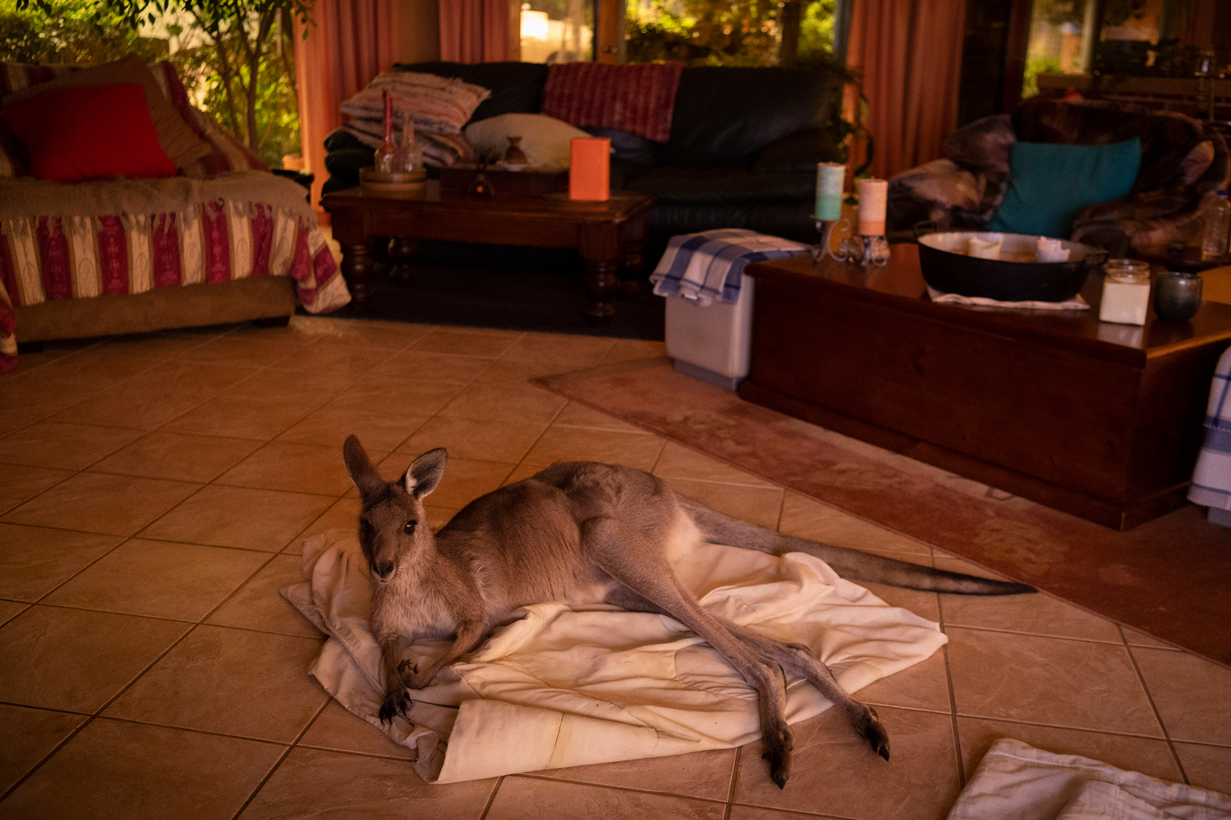 Mim, a female Eastern Grey Kangaroo, was hand-fed by a local family and decided to take shelter in their home on the outskirts of Kulnura, New South Wales, on Dec. 6, 2019. (Matthew Abbott—The Guardian/eyevine/Redux)