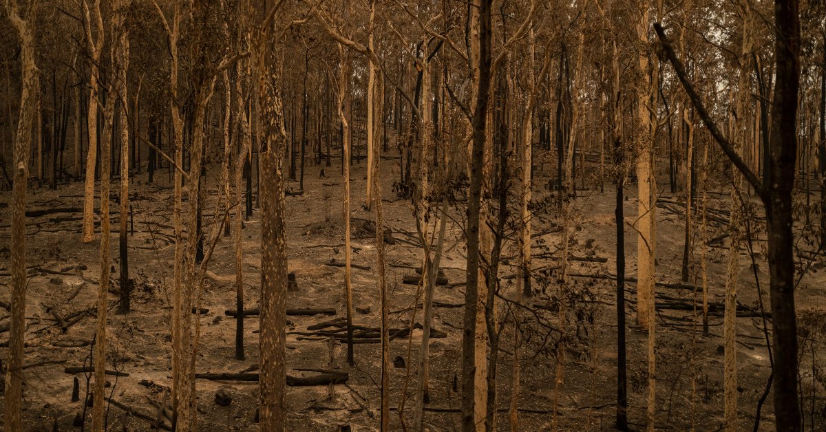Пожары Австралии ужасны. Получат ли они мировые лидеры, чтобы действовать на изменение климата? thumbnail