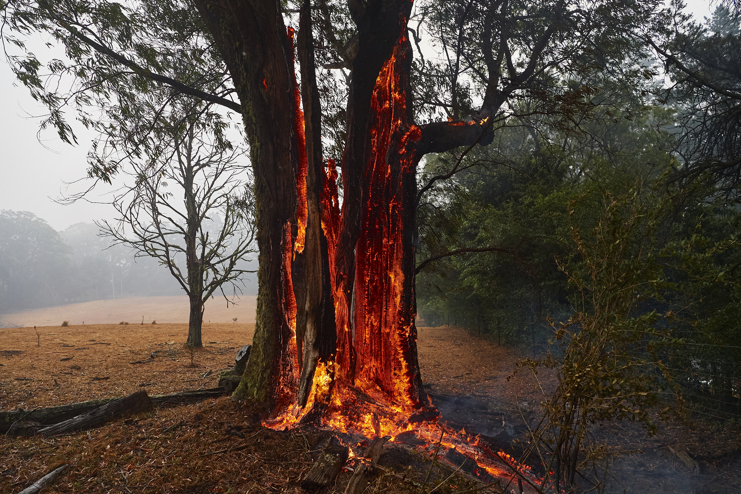 A tree burns from the inside out hours after the fire had passed on in Bundanoon, Australia on Jan. 5, 2020. (Brett Hemmings—Getty Images)