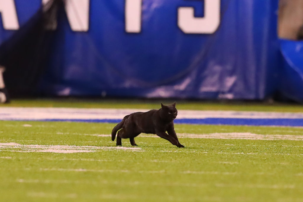 A black cat runs onto the field during the National Football League game between the New York Giants and the Dallas Cowboys on November 4, 2019 at MetLife Stadium in East Rutherford, NJ. (Rich Graes—Icon Sportswire/Getty Images)