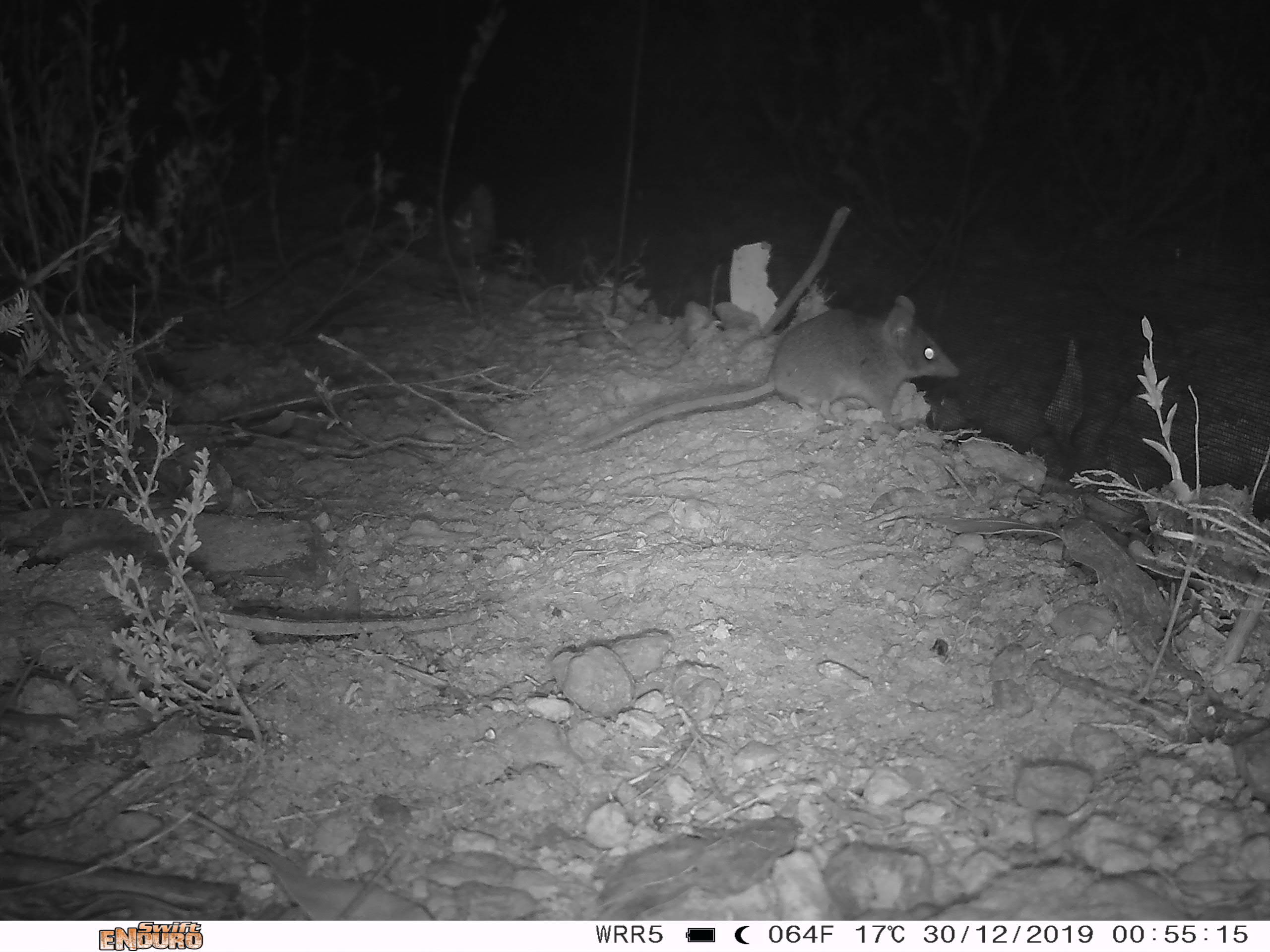 A Kangaroo Island dunnart captured by Land for Wildlife cameras after fires in the area. (Kangaroo Island Land for Wildlife)