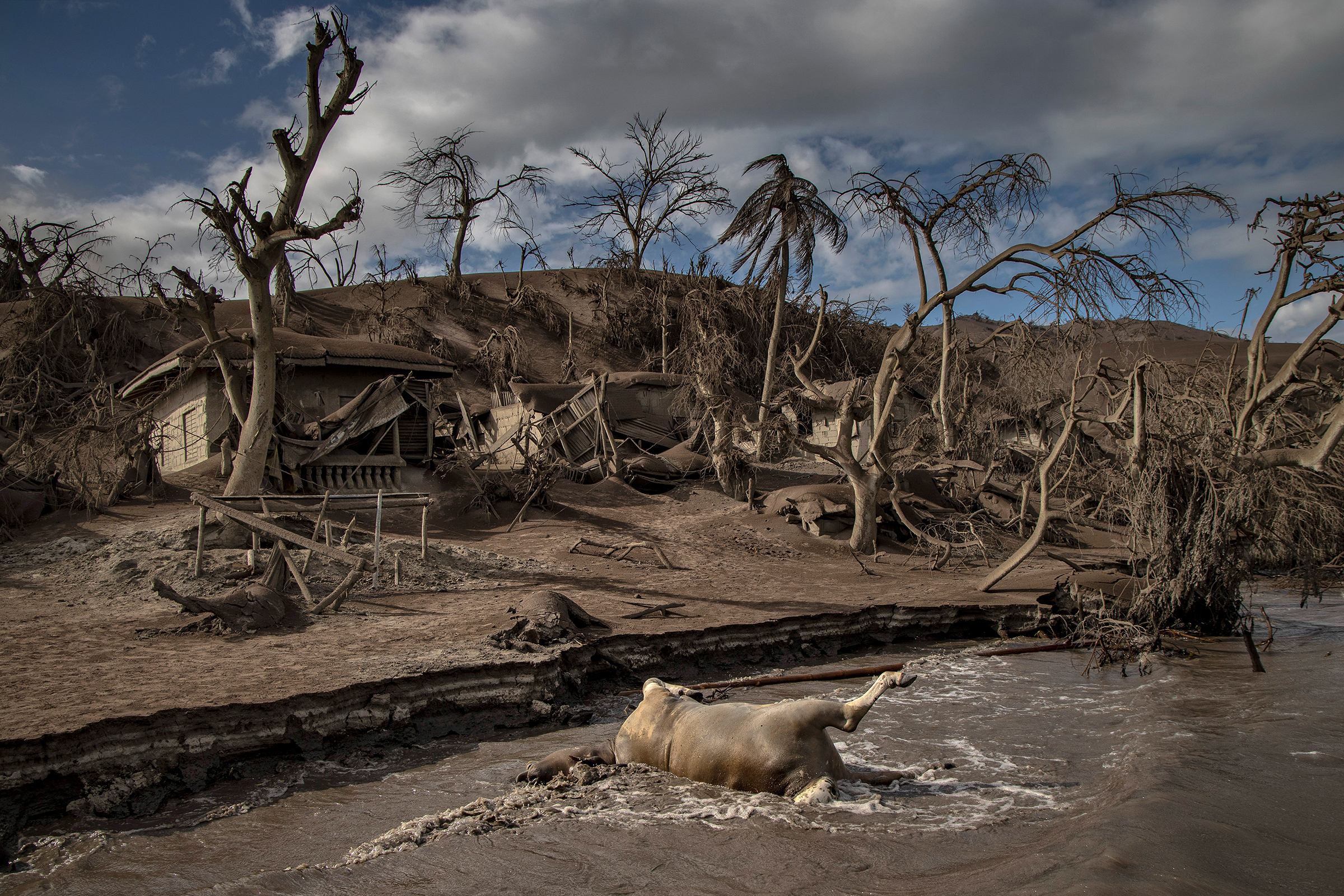 A dead cow rests on the shore. Nearby remains of animals, trees and houses are buried in ash on the island. (Ezra Acayan—Getty Images)
