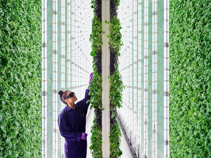 The Future of Food Vertical Farms