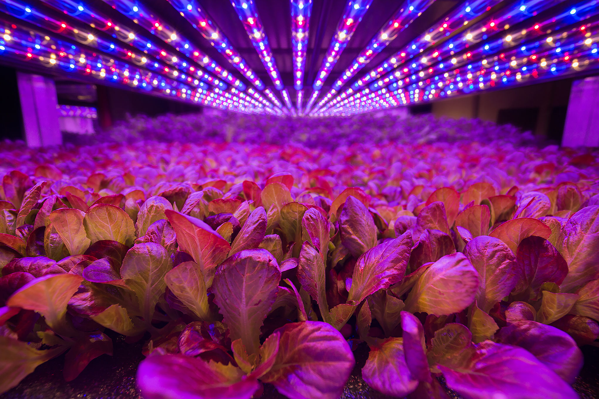 Leafy greens grow under LED lights in an indoor vertical farm run by Aerofarms (Courtesy Aero Farms)