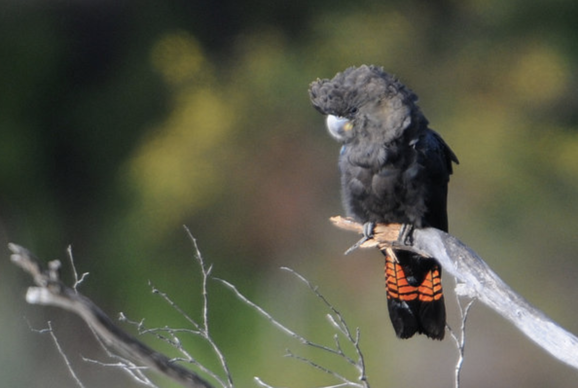 A female glossy black-cockatoo. This species' habitat was destroyed in fires on Kangaroo Island (Ray Tipper—Natural Resources Kangaroo Island)