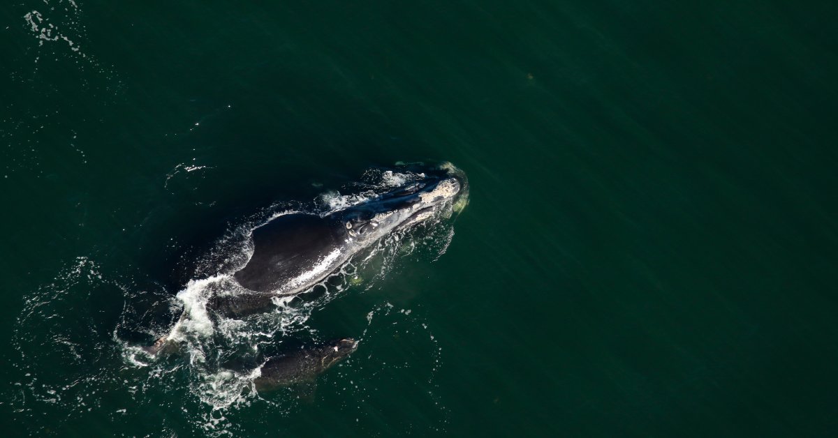 Малыш, находящийся под угрозой исчезновения, обнаружил правого кита у побережья Джорджии thumbnail