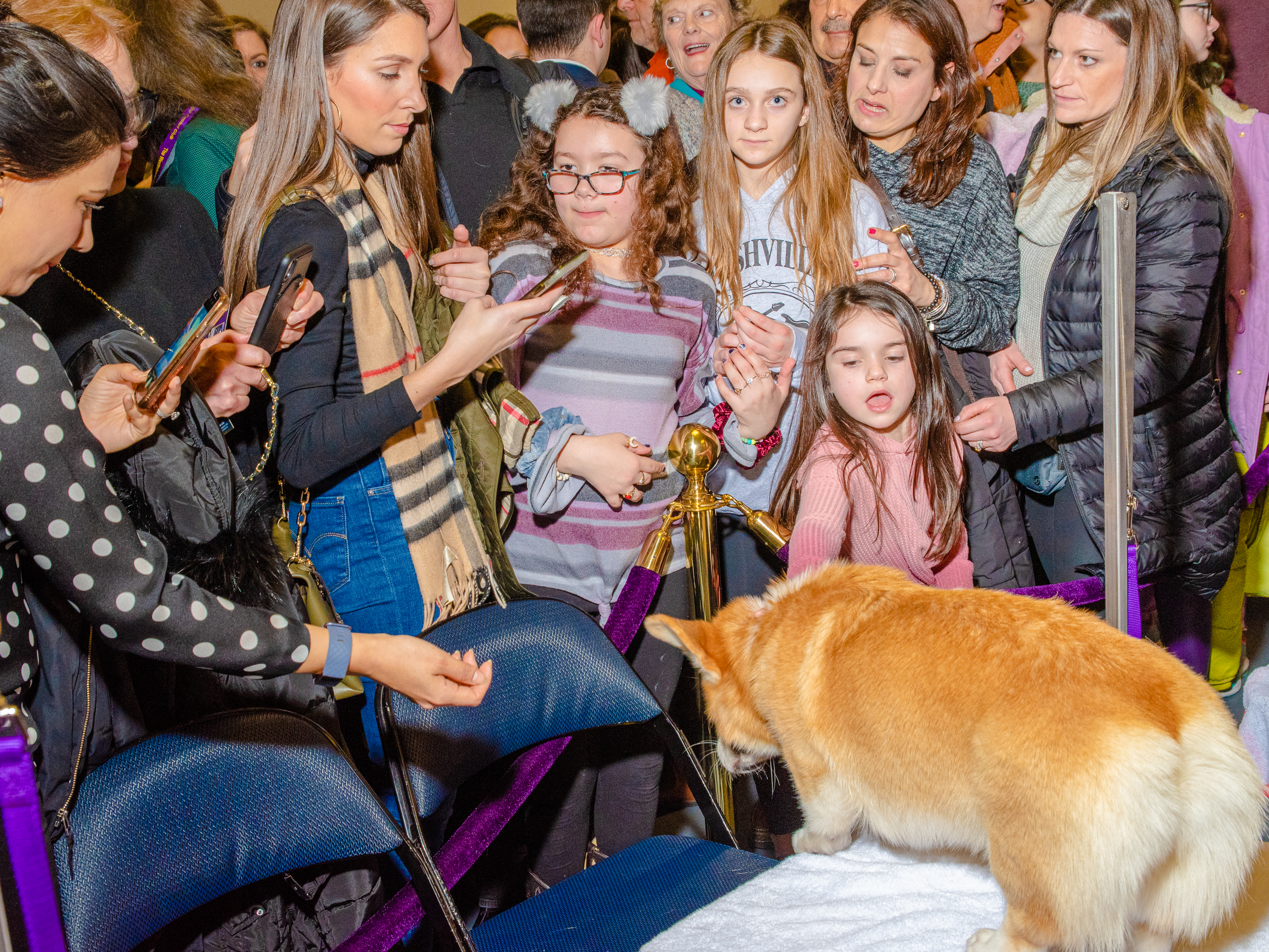 An adoring crowd gathers to see the best in show Corgi at Madison Square Garden (Evan Angelastro for TIME)