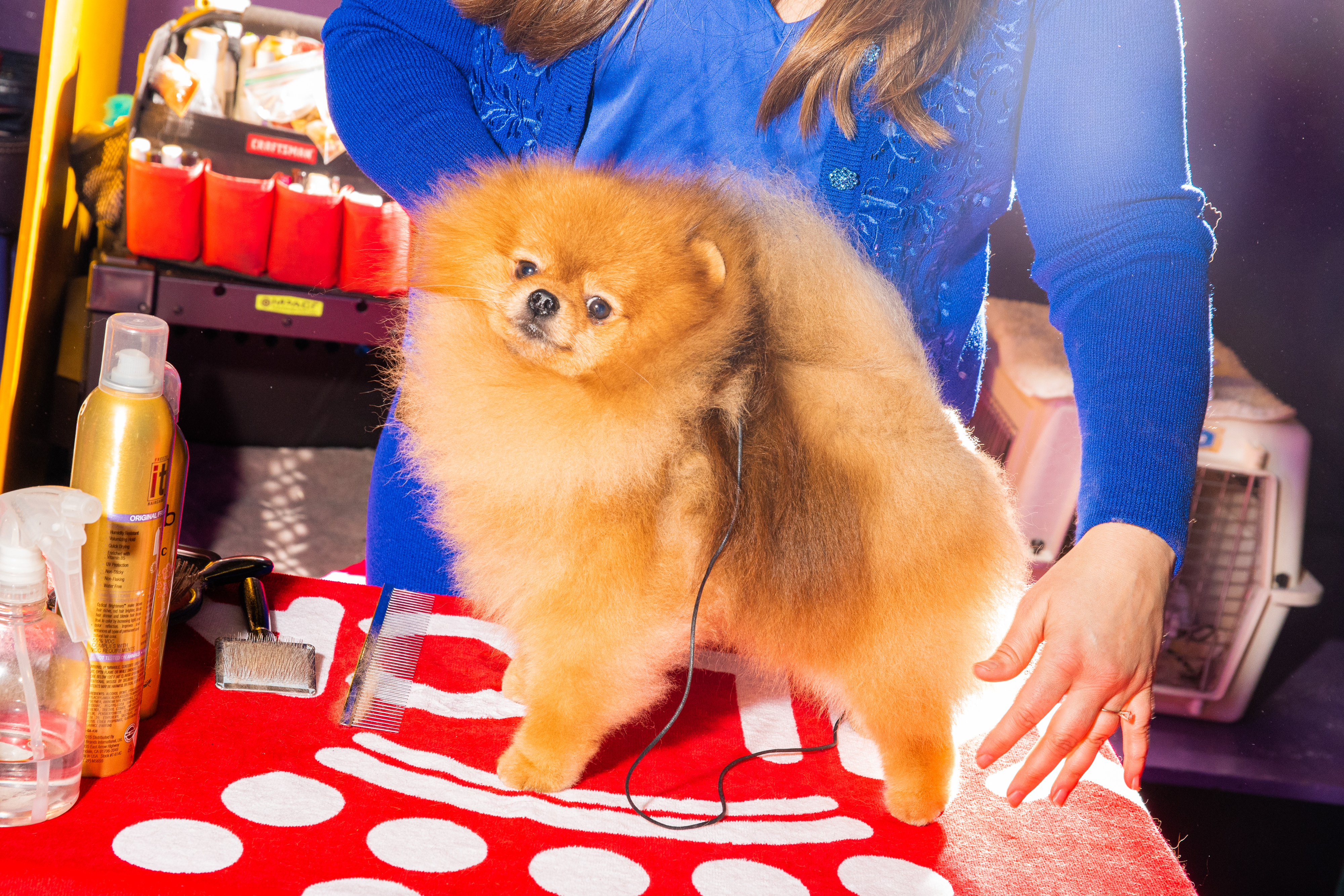 A Pomeranian receives a final touch up (Evan Angelastro for TIME)