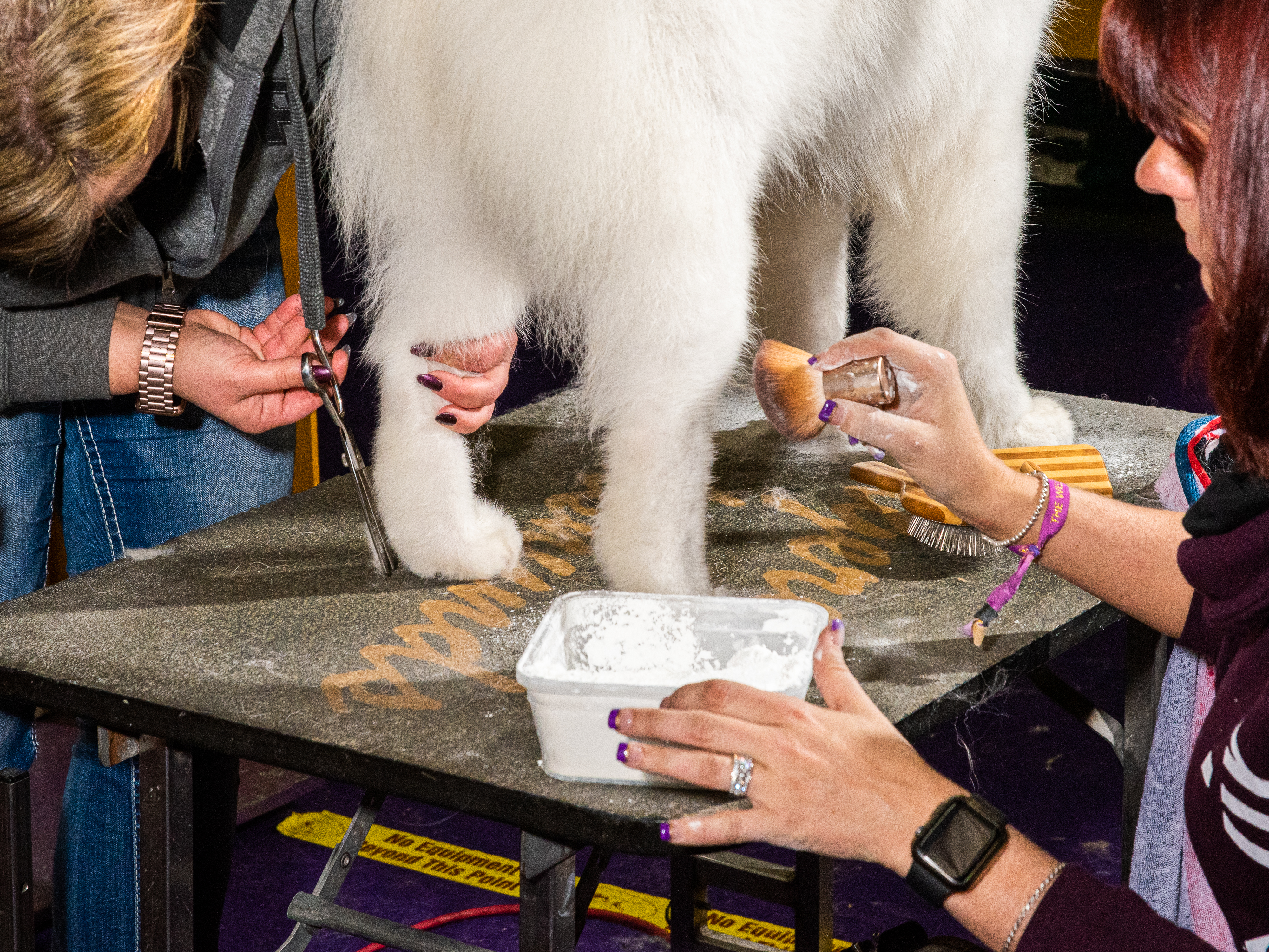 A Samoyed gets powdered and primped for their big day (Evan Angelastro for TIME)