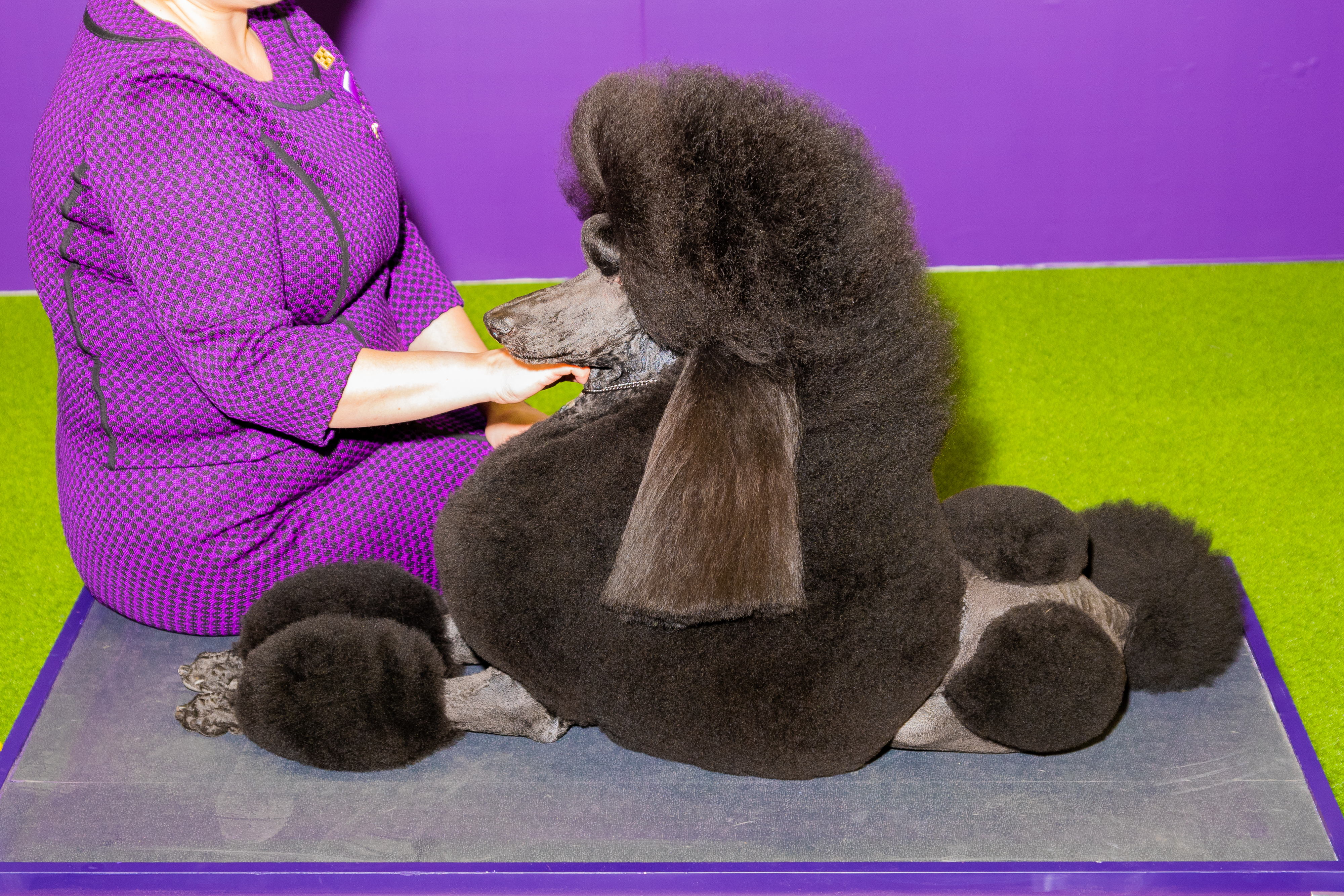 Siba, a standard poodle, won Best in Show (Evan Angelastro for TIME)
