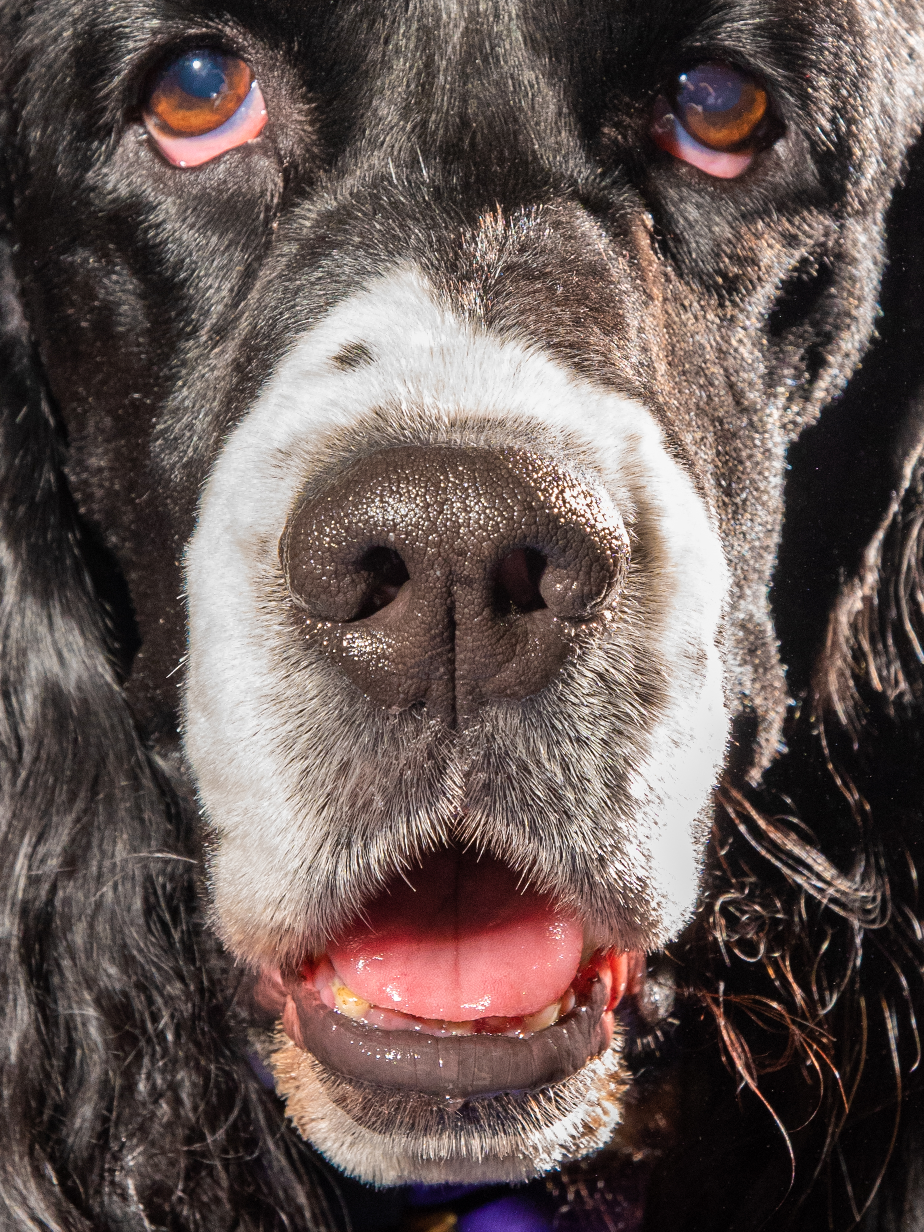 Capo,” a Springer Spaniel, who according to their owner is the  Boss of Nothing,” posing for a photo at the Westminster Dog Show in New York City on Feb. 10, 2020.