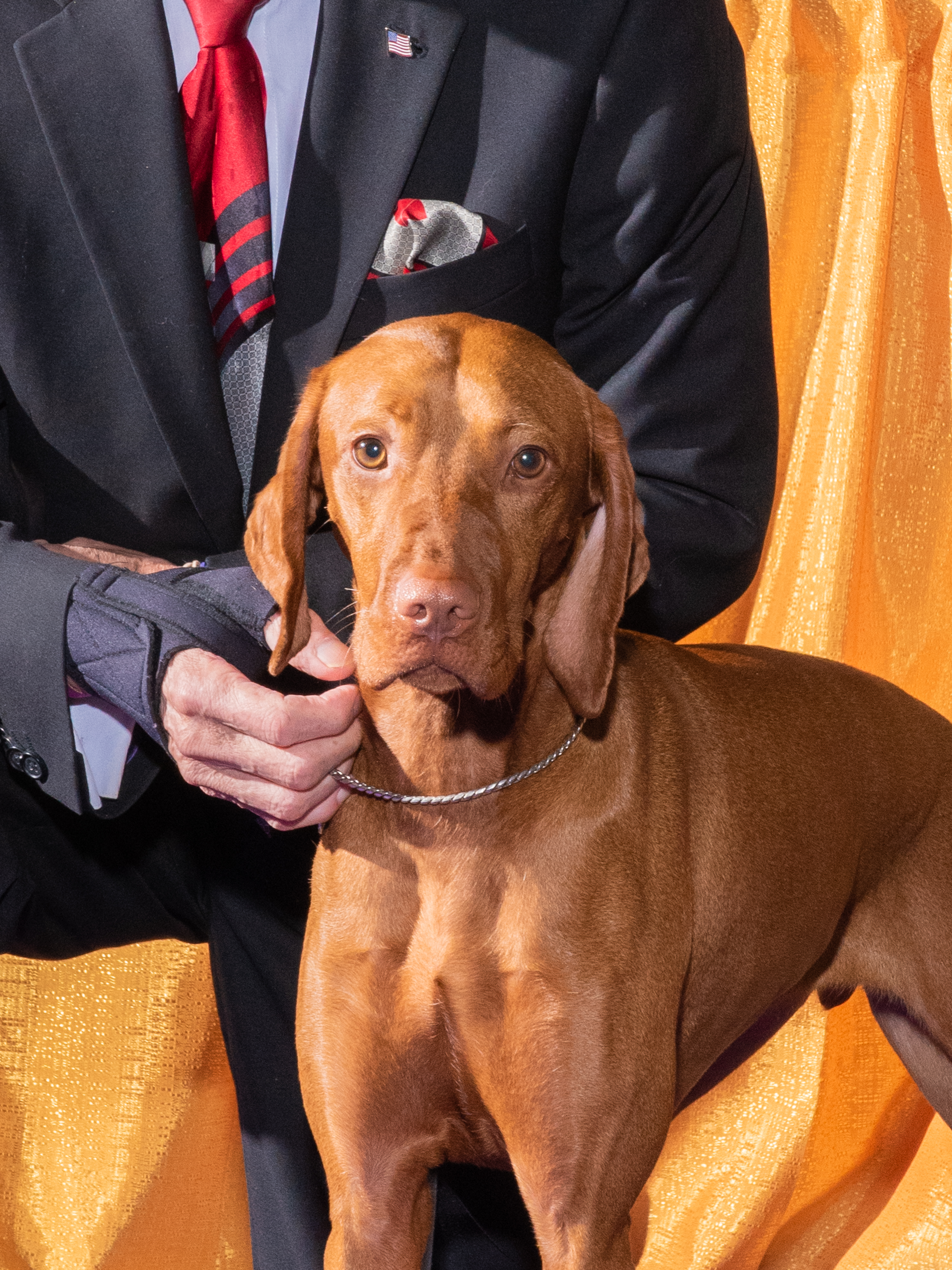 Cessi, a Vizsla, poses for a portrait with his owner Joe Diaz on Feb. 11, 2020 at the Westminster Dog Show.