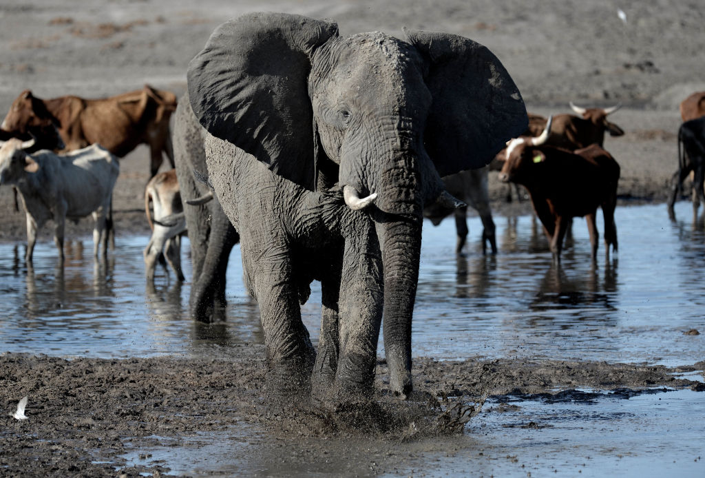 An elephant stands in one of the dry channel of the wildlife reach   Okavango Delta near the Nxaraga village in the outskirt of Maun, on 28 September 2019. - The Okavango Delta is one of Africa's last remaining great wildlife habitat and provides refuge to huge concentrations of game. Botswana government declared this year as a drought year due to no rain fall through out the country. (Monirul Bhuiyan—AFP/Getty Images)