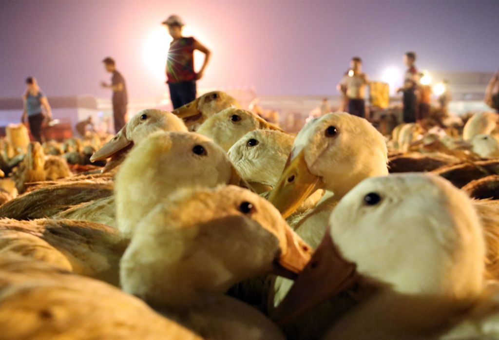 Vendors sell ducks ahead of Zhongyuan Festival, also known as Ghost Festival, at an agriculture wholesale market on Aug. 13, 2019 in Liuzhou, Guangxi Zhuang Autonomous Region of China. (Zhu Liurong–China News Service/Visual China Group/Getty Images)