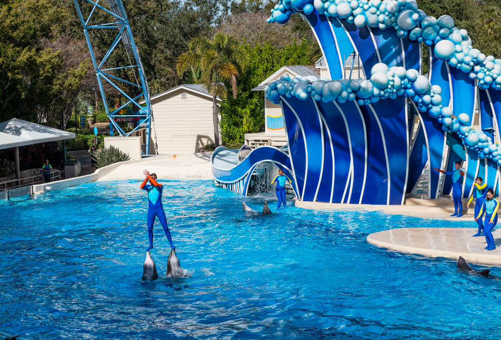 The Dolphin Show at SeaWorld, Orlando, Florida. (John Greim / LightRocket via Getty Images)