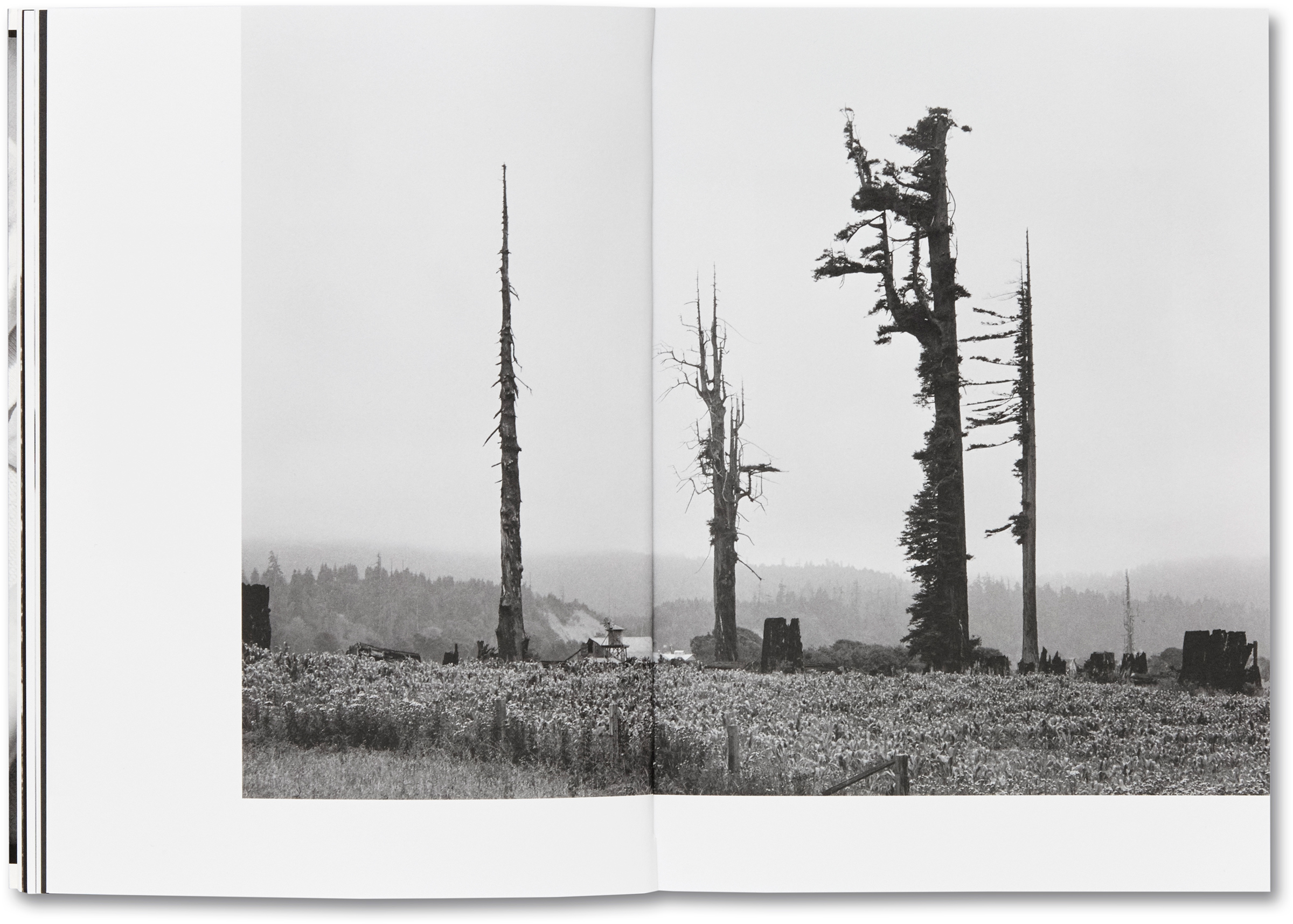 Redwood trees and stumps on Redwood Highway, Scotia, Calif., 1939. (Dorothea Lange—courtesy of MACK)