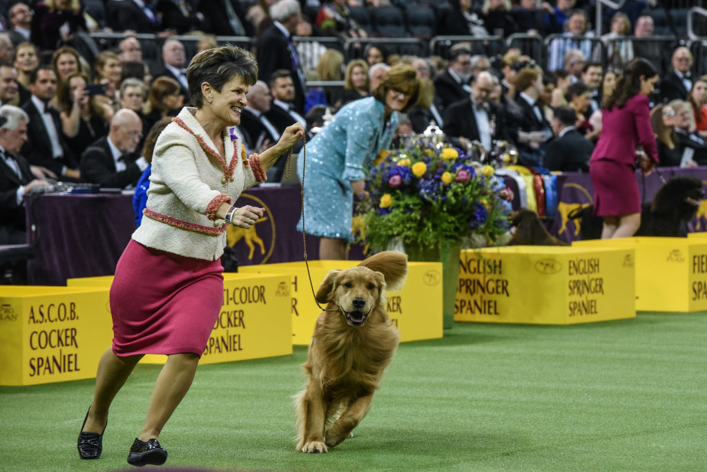 Golden retriever "Daniel" wins the Sporting Group during the annual Westminster Kennel Club dog show on February 11, 2020 in New York City. (Getty Images—2020 Getty Images)