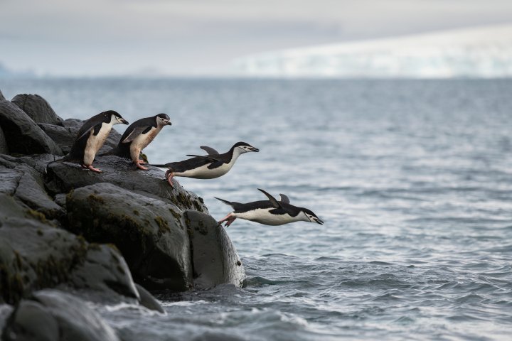 Chinstrap Penguins In Antarctica
