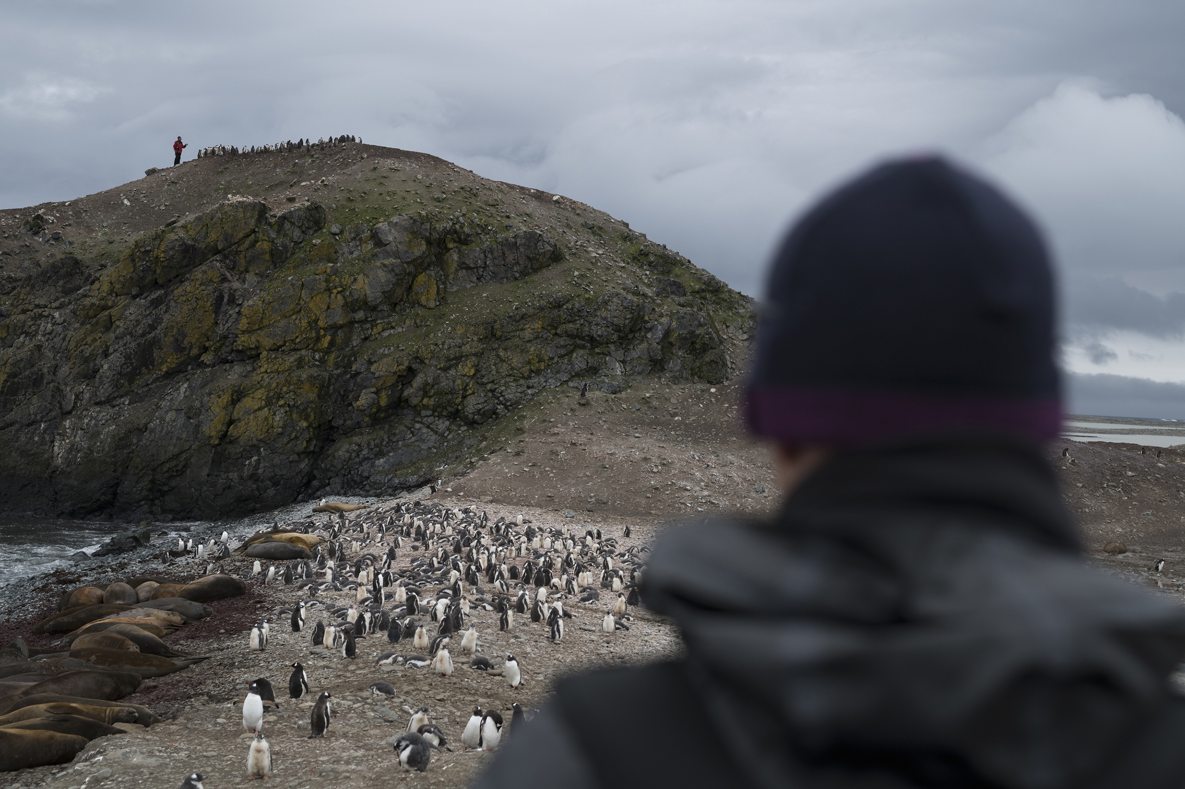Penguin Research In Antarctica