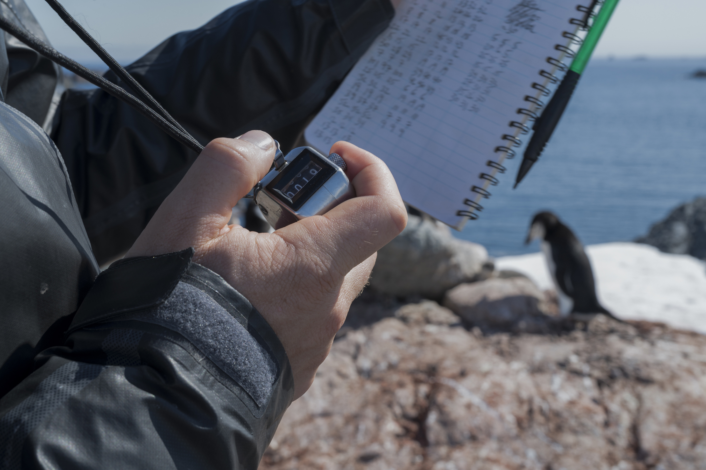 Scientist Noah Strycker from Stony Brook University Scientist uses a clicker to count chinstrap penguins on Quinton Point, Anvers Island in the Antarctic, on Feb. 4, 2020. (Christian Åslund —Greenpeace and TIME)