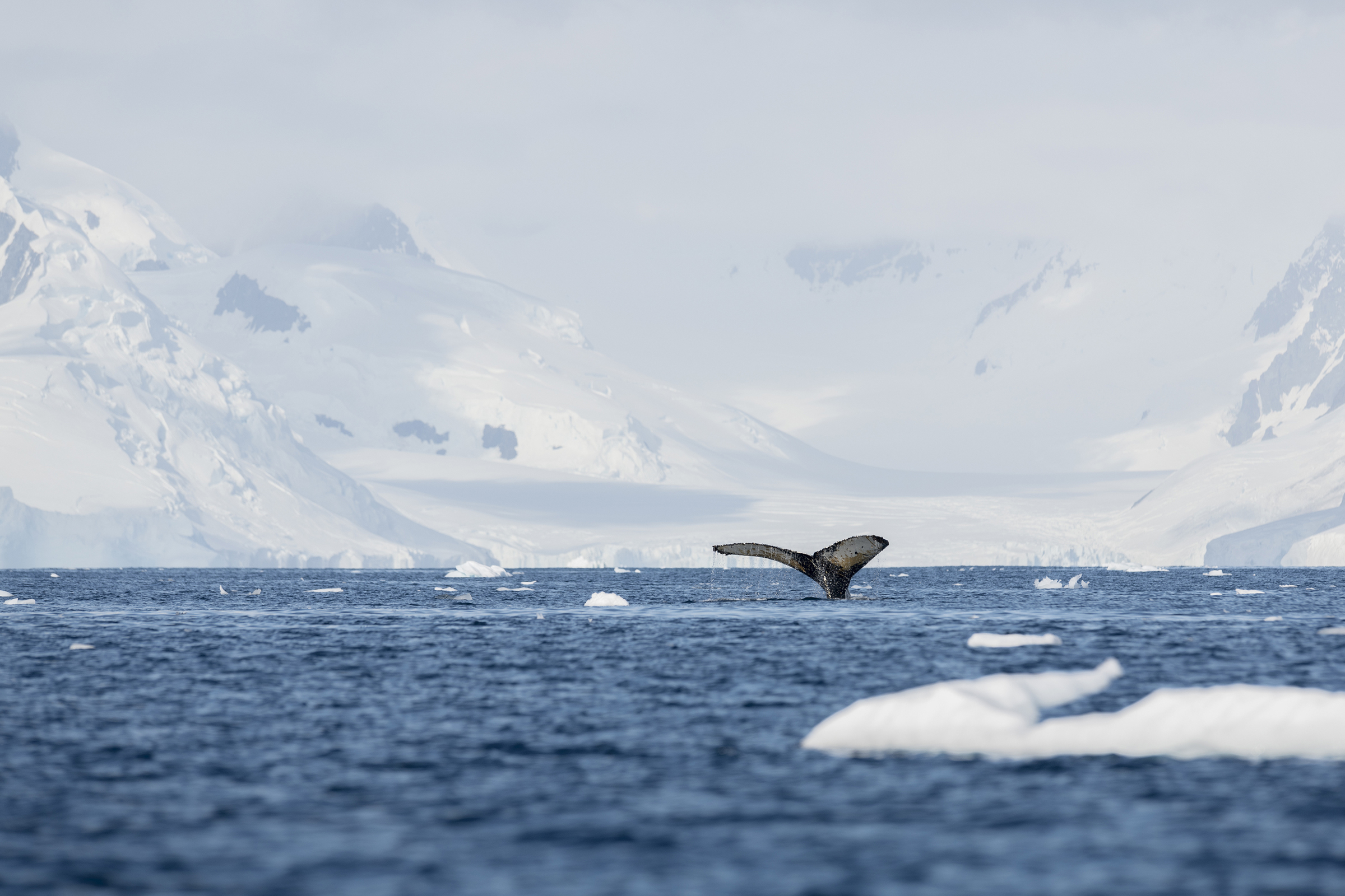 the fluke of a humpback whale at Anvers Island, Antarctica, on Feb. 3, 2020. (Christian Åslund —Greenpeace and TIME)