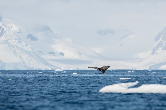 Humpback Whale In Antarctica