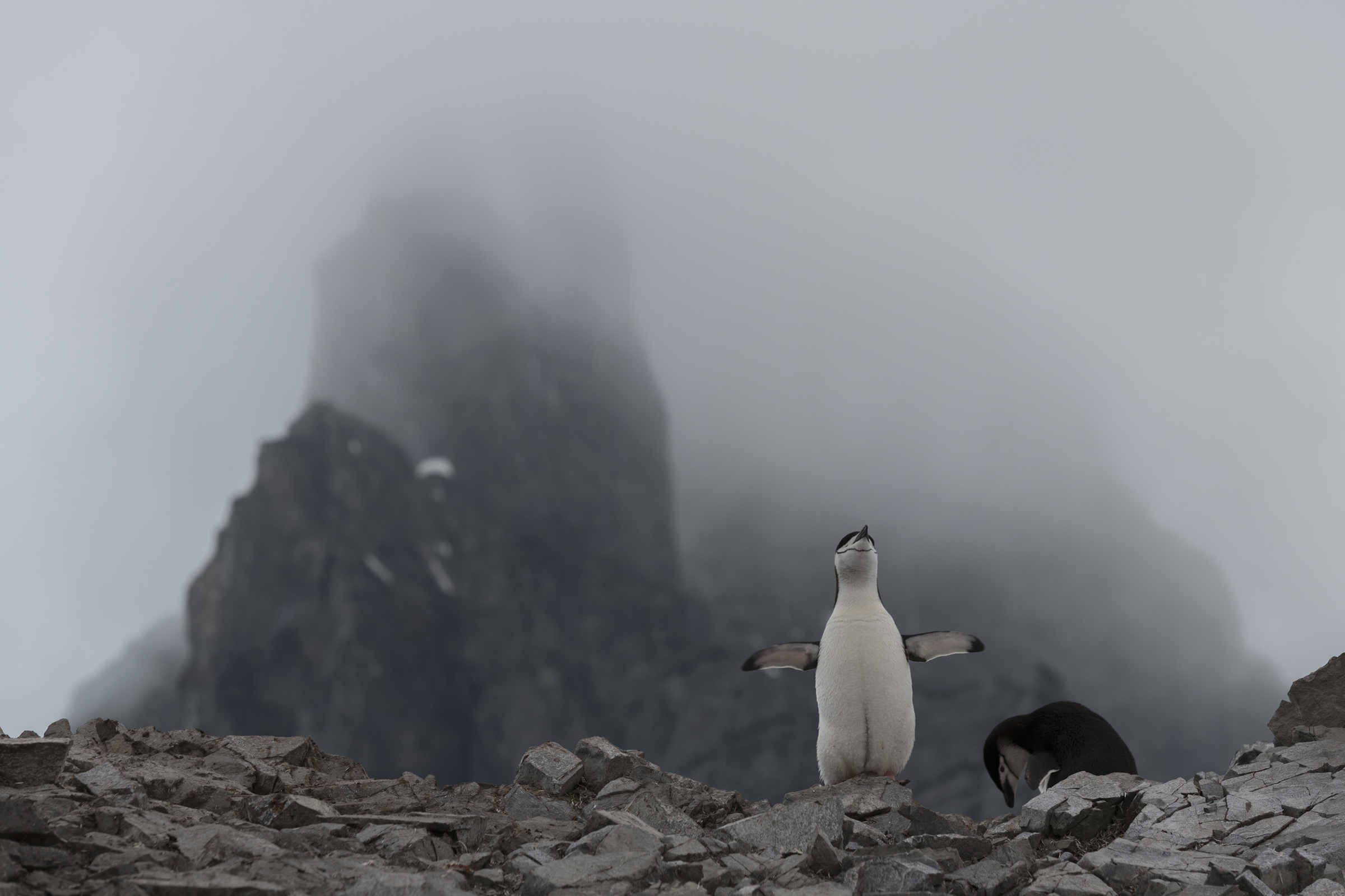 A chinstrap penguin nesting at Spigot Peak, in Orne Harbor on the Antarctic peninsula, on Feb. 6, 2020. (Christian Åslund —Greenpeace and TIME)