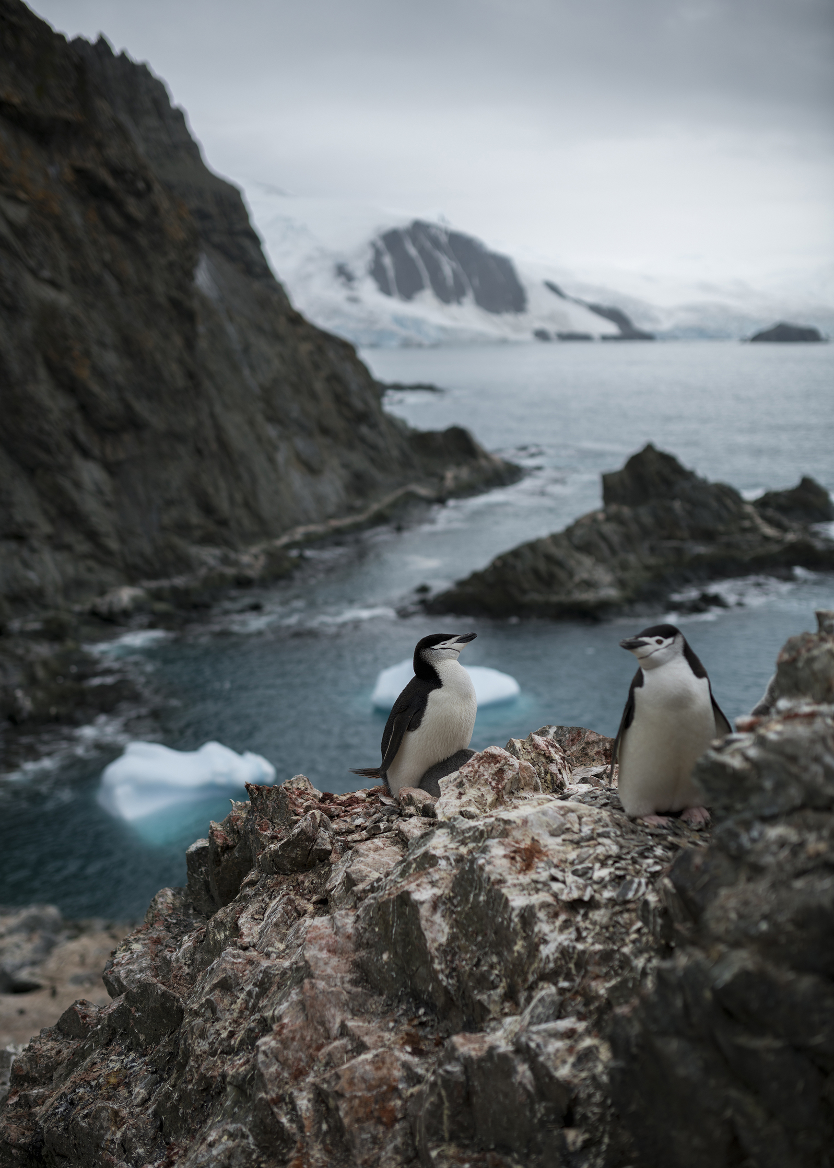 Chinstrap Penguins On Elephant Island