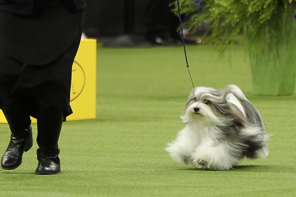 A Havanese named Bono win the Toy group at the 2020 Westminster Kennel Club Dog Show in New York City at Madison Square Garden on February 11, 2020. (Anadolu Agency via Getty Images—2020 Anadolu Agency)