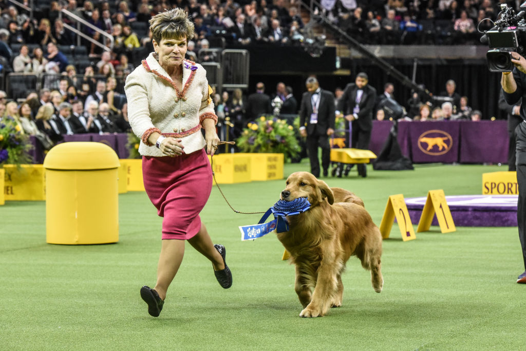 Golden retriever Daniel wins the Sporting Group during the annual Westminster Kennel Club dog show on February 11, 2020 in New York City.