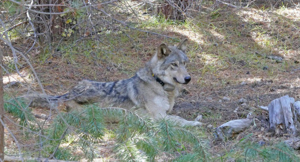 OR-54 when she was 1.5 years old. (The Center for Biological Diversity  courtesy the United States Fish and Wildlife Service)
