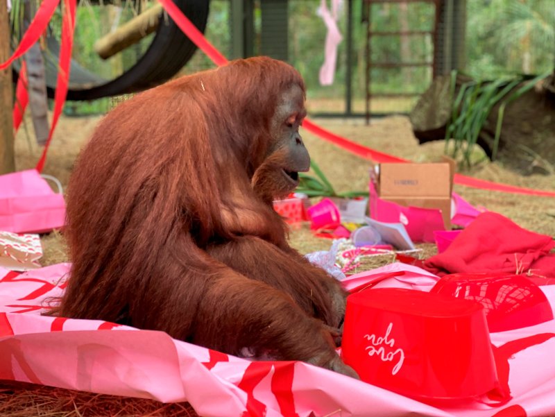 This photo, courtesy of the Center for Great Apes, shows an orangutan named Sandra in Wauchula, Fla., on Feb. 15, 2020.