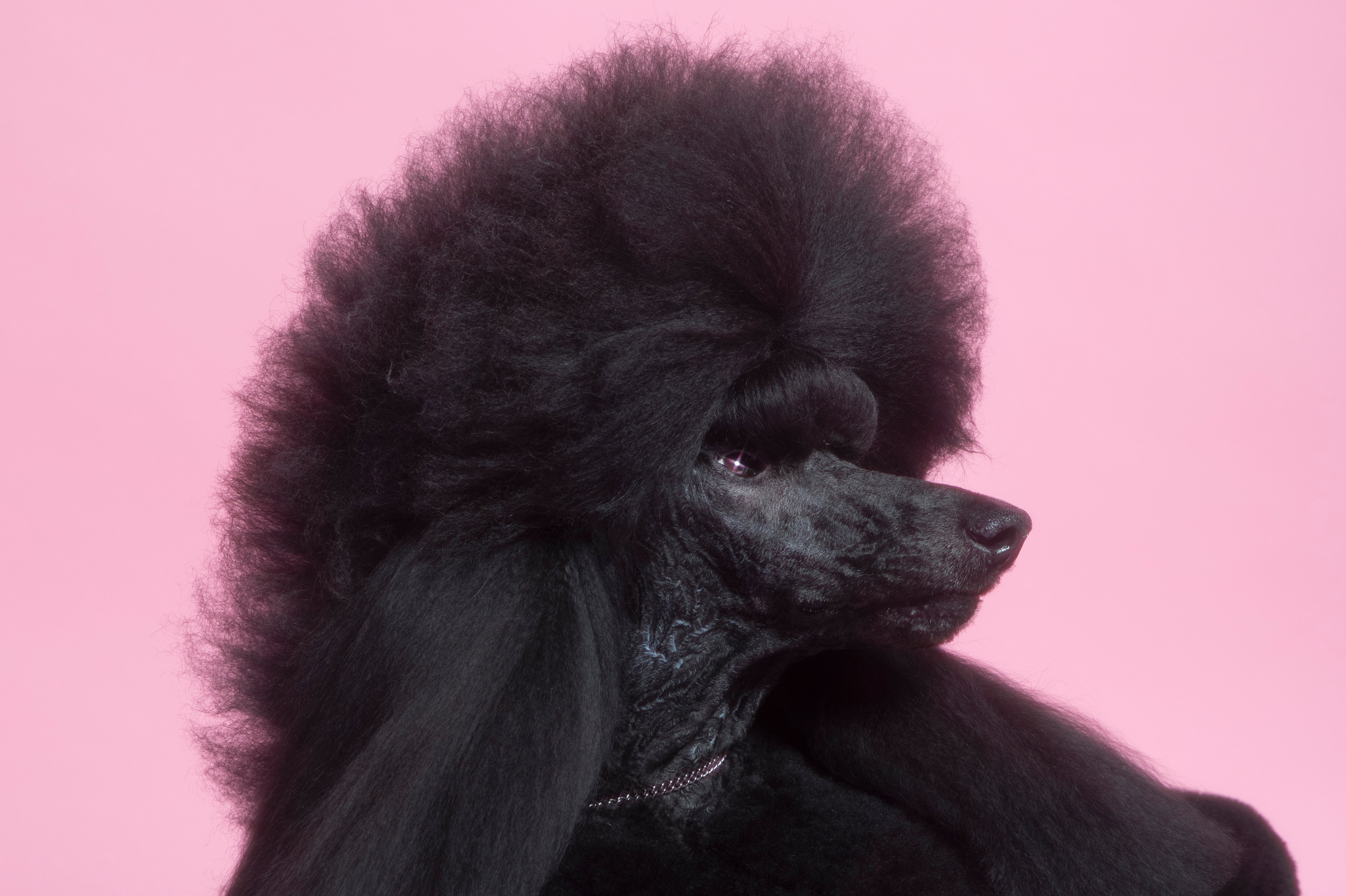 Siba the Standard Poodle, who won the 2020 Westminster Dog Show, poses for a portrait at the TIME studio on Feb. 12 (Sangsuk Sylvia Kang for TIME)
