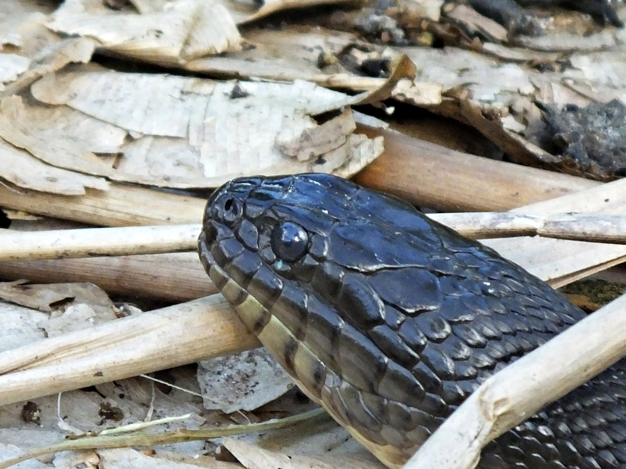 snakes mating lakeland florida