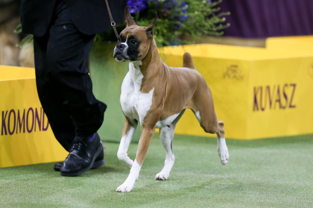 Wilma, a Boxer, wins the Working Group during the Westminster Dog Show on February 11, 2020 at Madison Square Garden in New York, NY.