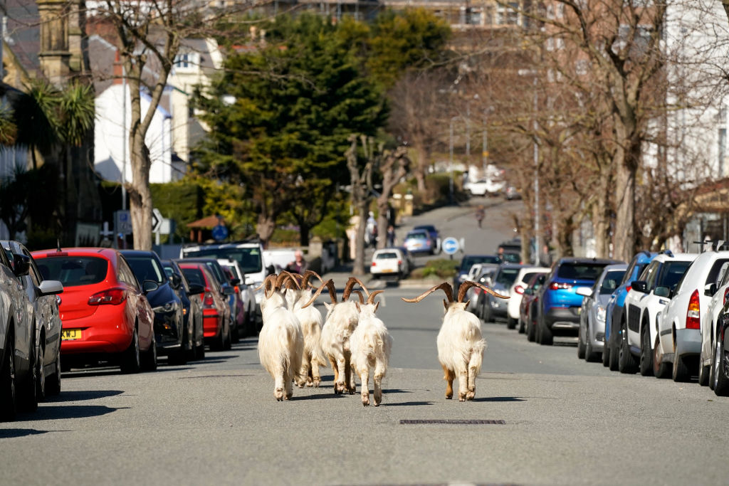 Llanndudno Goats walk around Wales