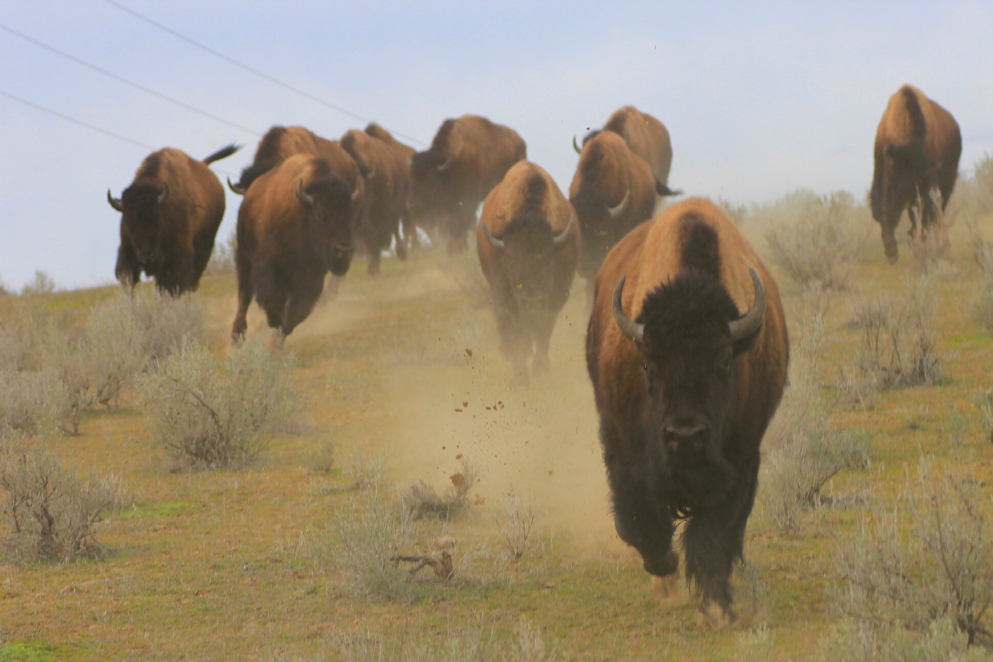 Reporter's Reaction to Bison Herd Becomes Meme