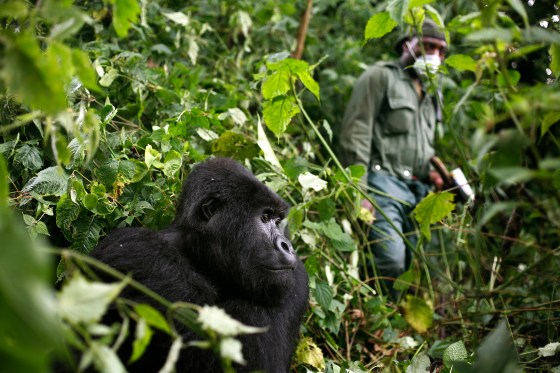 Virus Outbreak Congo Africa Gorillas