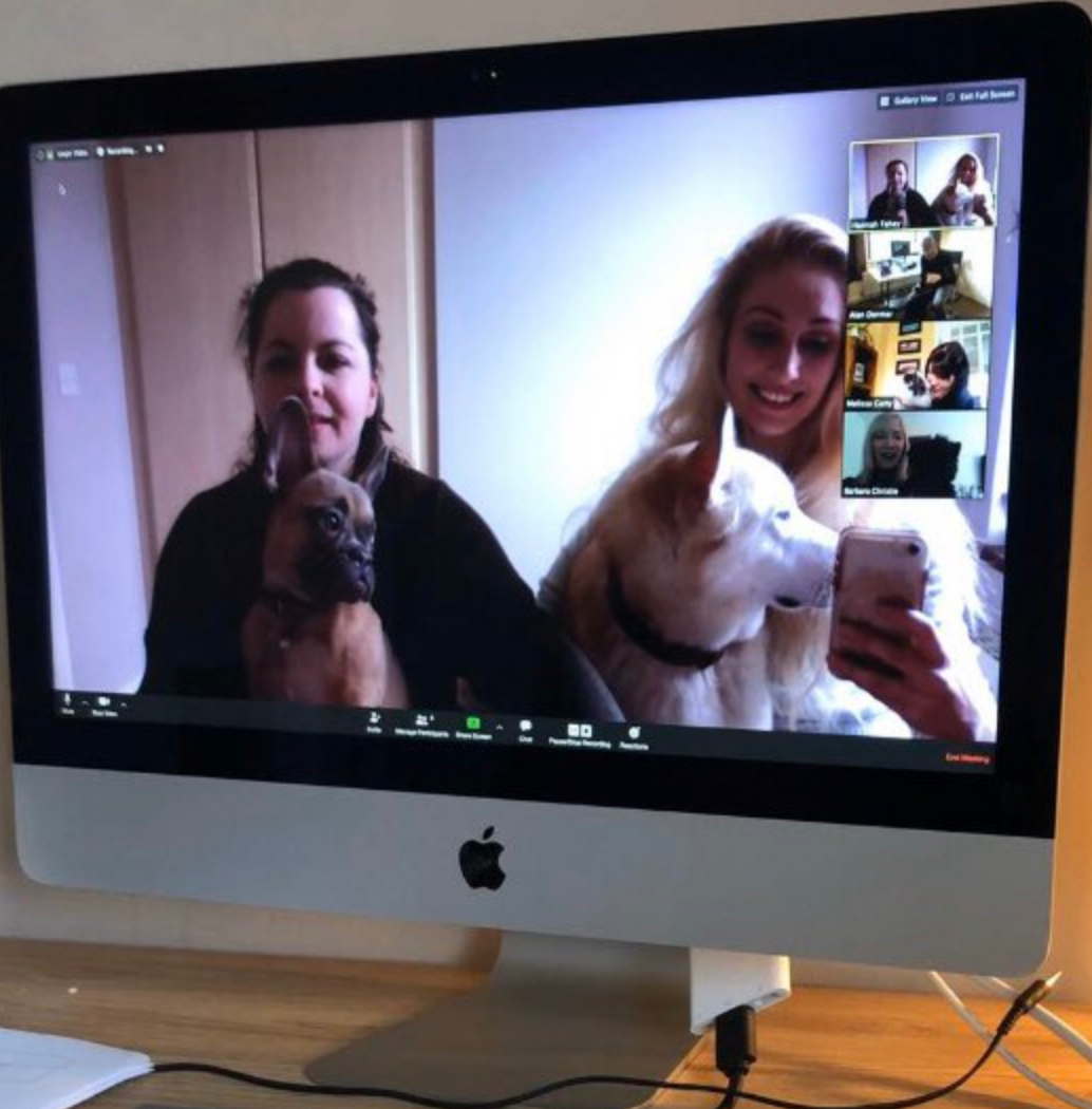 Dr. Fahey's dogs joined her video call. (Hannah Fahey)