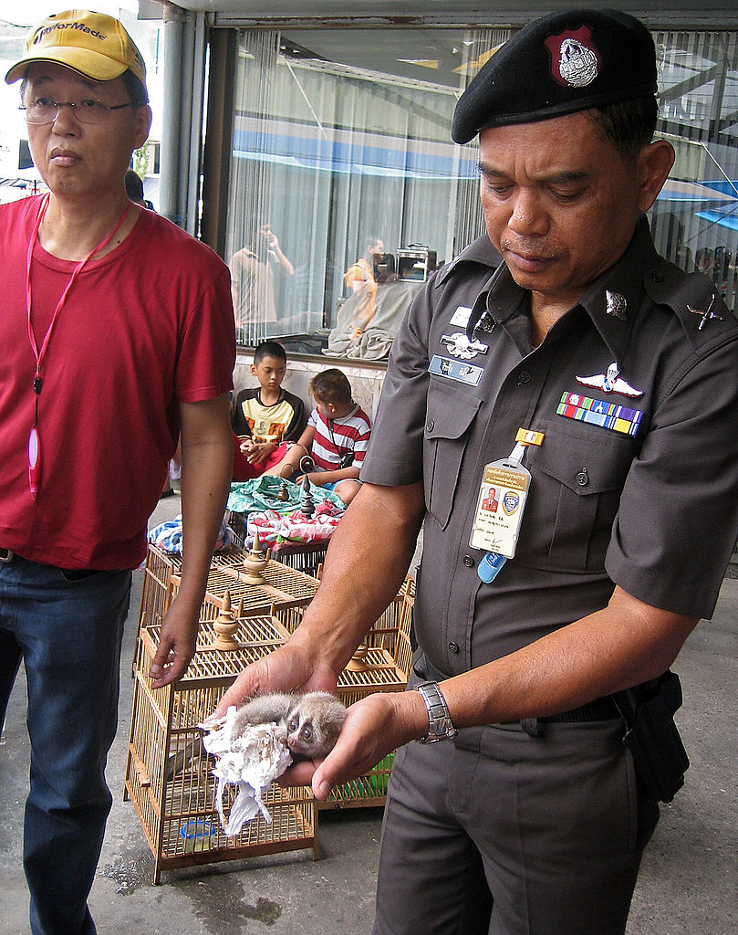 This handout photo shows a Royal Thai police officer holding a slow loris during a raid with wild life rescuer at the Chatuchak market in Bangkok on March 22, 2008. (AFP/Getty Images)