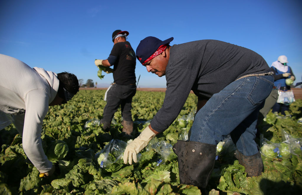 Farm workers harvest lettuce in a field outside of Brawley, California on Jan. 31, 2017. (Sandy Huffaker—AFP/Getty Images)