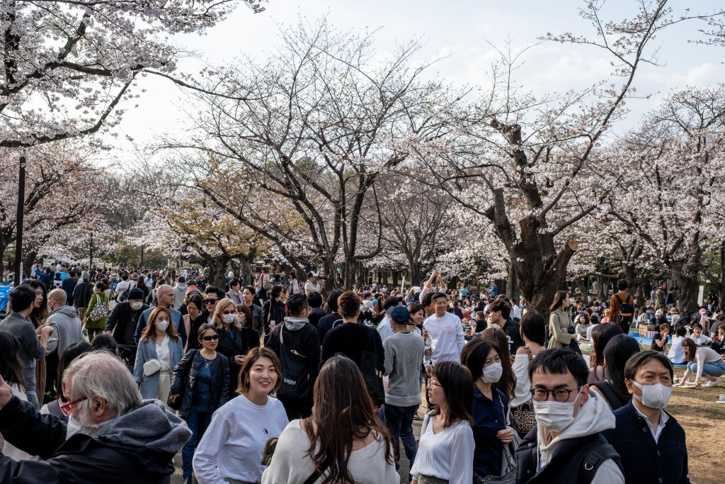 People enjoying the cherry blossom party during the coronavirus pandemic. Although the government had suggested no gatherings for cherry blossom this year due to coronavirus, people enjoyed the parties as usual, some with face masks on and some not. (Viola Kam–SOPA Images/LightRocket/Getty Images)