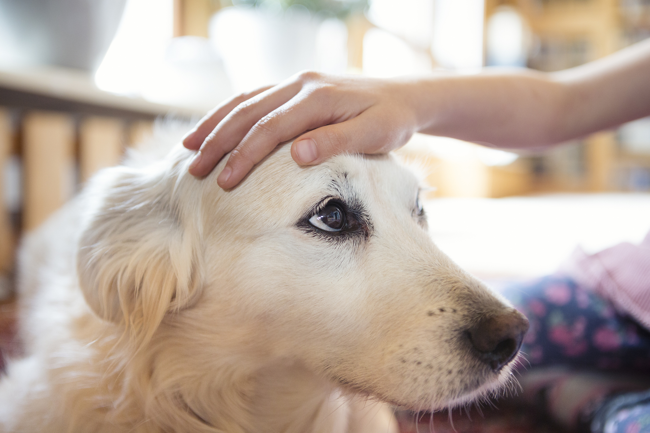 Can Your Pets Get Coronavirus? What Experts Say | Time
