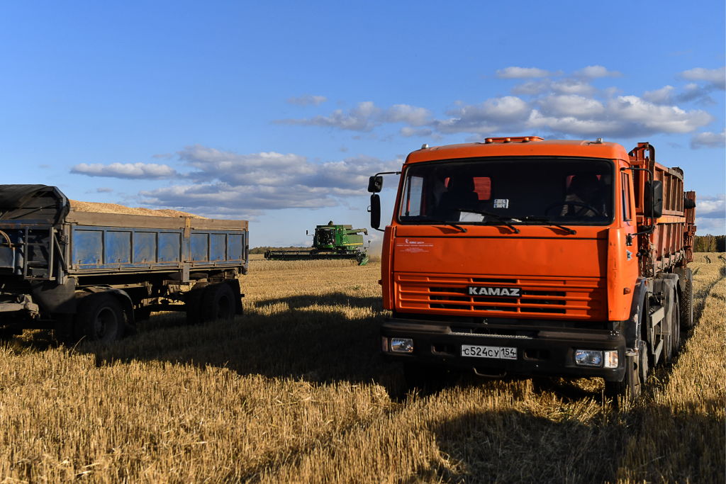Harvesting wheat grains in a field of the Posevninskaya poultry farm in Cherepanovo District in September 2019. (Kirill Kukhmar–TASS/Getty Images)