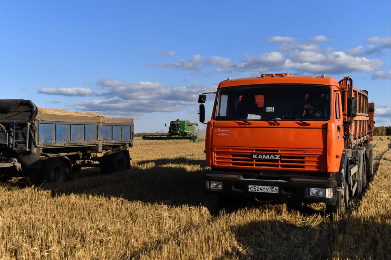 Harvesting wheat grains in a field of the Posevninskaya poultry farm in Cherepanovo District in September 2019.