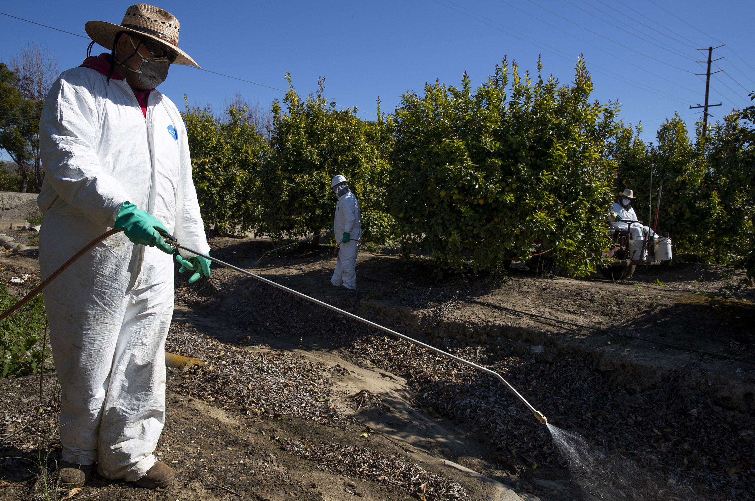 Agricultural laborers spray against insects and weeds inside the orchards of a fruit farm in Mesa, California. (Brent Stirton—Getty Images)