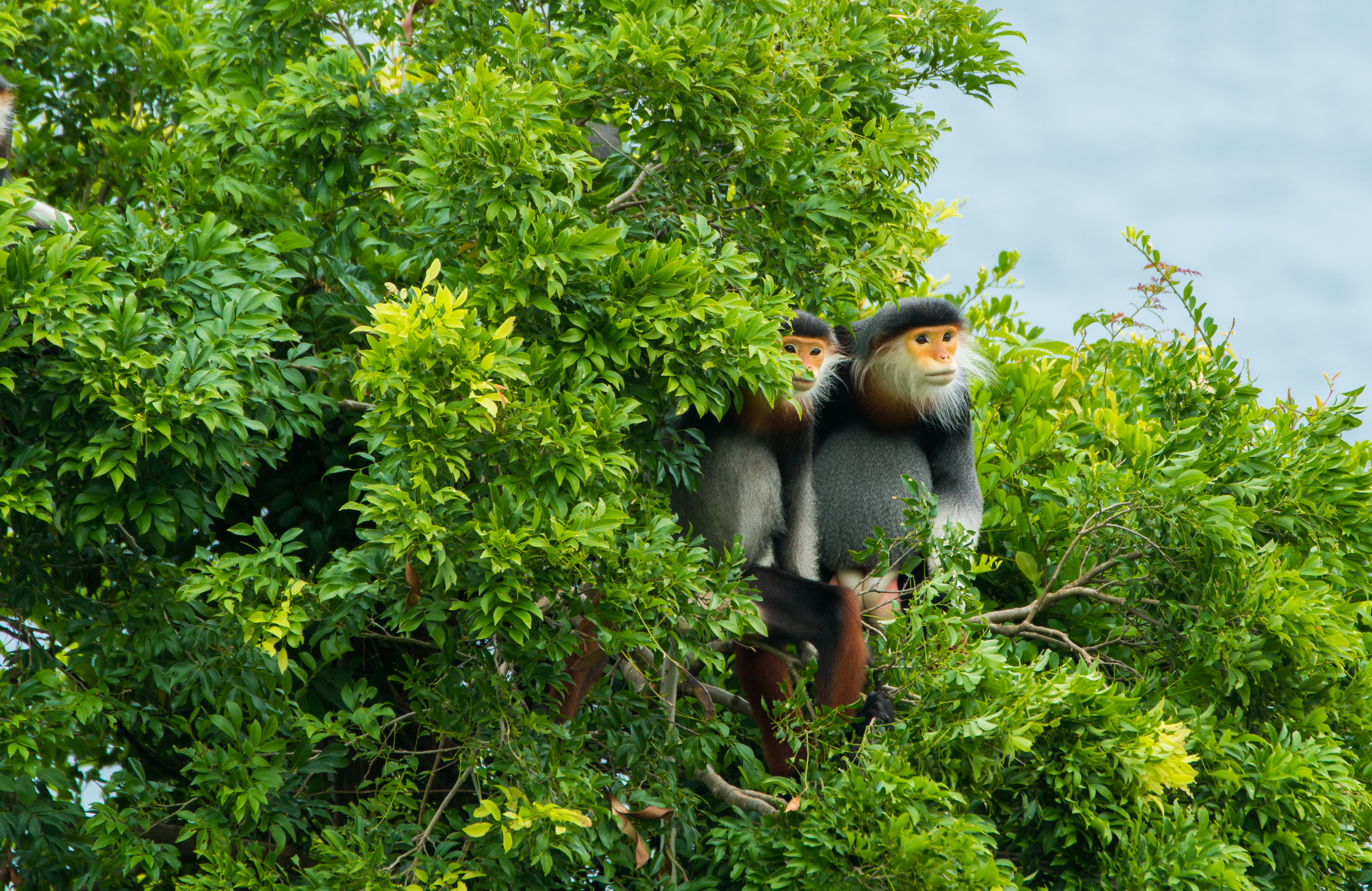 Old World monkeys at Son Tra Peninsula, Vietnam. (Getty Images)