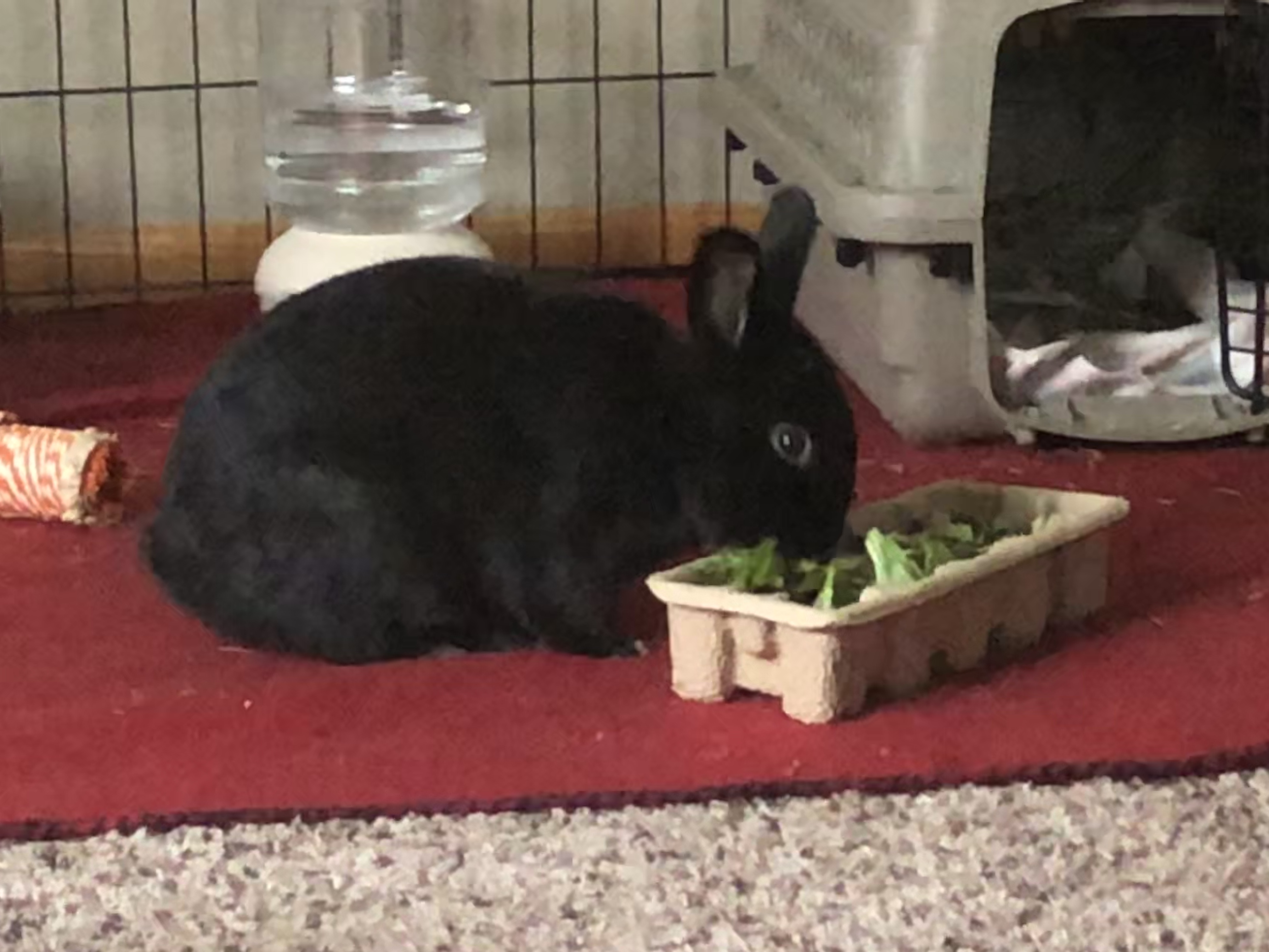 Pepper, a rabbit taken into foster care amid the COVID-19 pandemic, enjoys some greens. Courtesy of Anne Bonney (Courtesy of Anne Bonney)