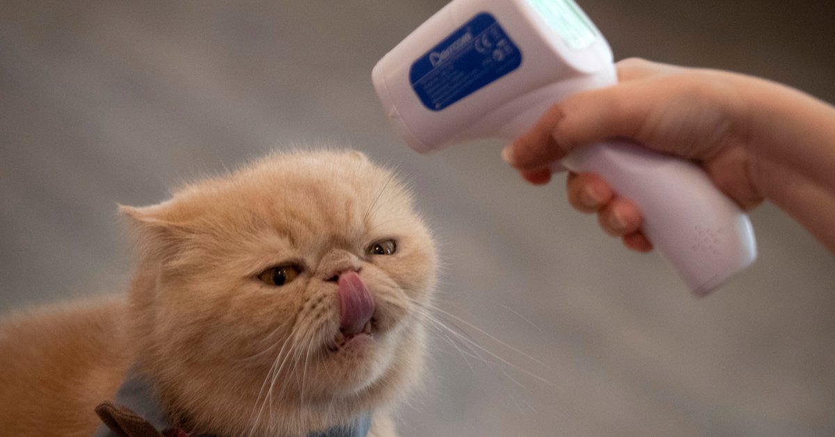 Лабораторный тест предполагает, что кошки без симптомов распространяют коронавирус на других кошек thumbnail